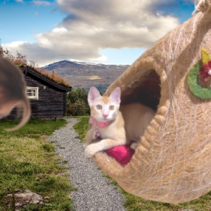 Cat House